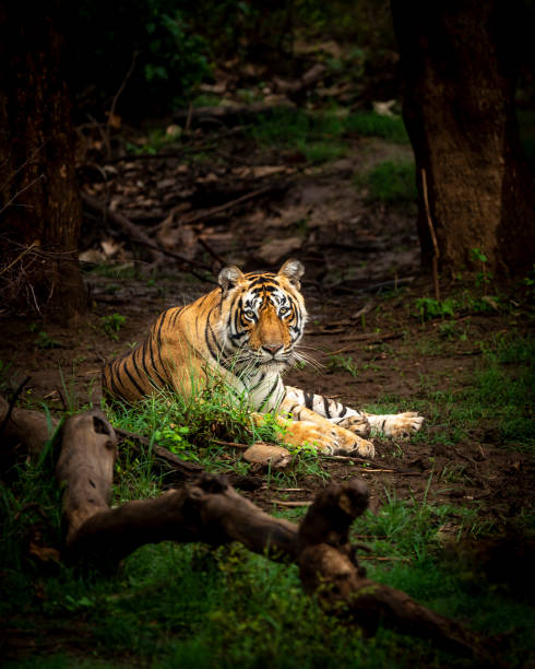 Ranthambore